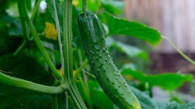 黄瓜|温室越冬黄瓜栽培技术,掌握分段管理经验,有效提高黄瓜的生长