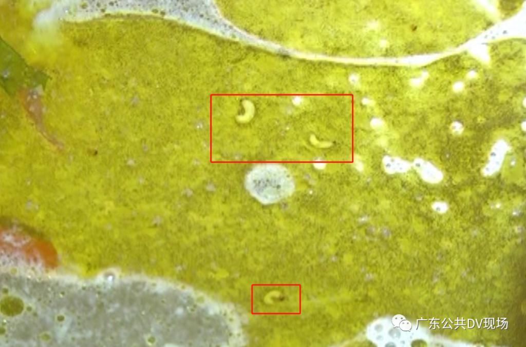 漂浮|火锅吃到一半，惊觉汤底漂浮疑似蛆虫更恶心的是……