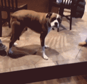 GIF|搞笑GIF:①现在的高手过招,都是隔空互怼,非接触的!