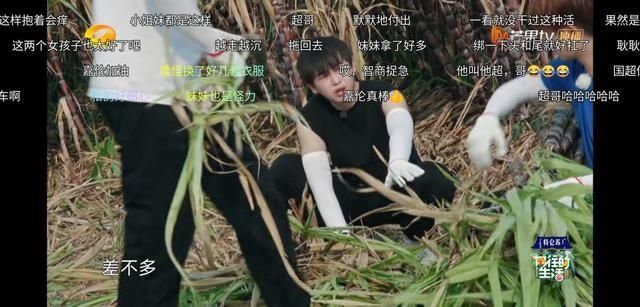 生活|任嘉伦对谭松韵就是不一样,《向往的生活》偷偷发糖戳到我了