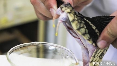  体内|如果把眼镜蛇的“毒液”注入眼镜蛇体内, 会发生什么后果?