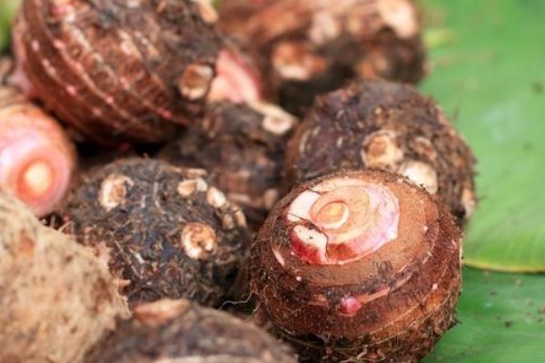  相差|经常吃芋头的人，请记得三种技巧，就不会买到品相差的