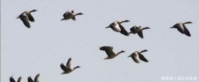 结婚|古代女子结婚，必要一种动物做彩礼，其中有特殊的寓意！