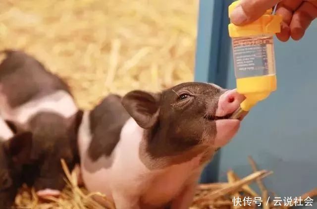 蓬元帅|网上买宠真实性堪忧:470块的小香猪几年后变成200斤“天蓬元帅”