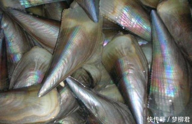 中国|世界最贵的4种海鲜,中国有1种上榜,加州鲍鱼大得让人心生恐惧