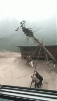 活鸡|搞笑GIF：厨师世家的孩子，从小就练爆炒活鸡