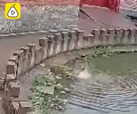  落水|5岁妹妹落水8岁姐姐跳水救，上演惊魂2分钟