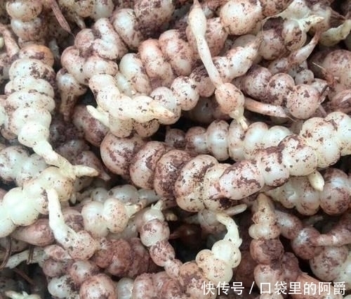 生于|草石蚕,别名螺丝菜,生于水边、湿地、田边,地下茎形似螺丝