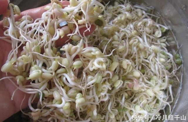 营养|绿豆芽这样发3天就能吃,简单一炒鲜美下饭又营养,全家喜欢吃