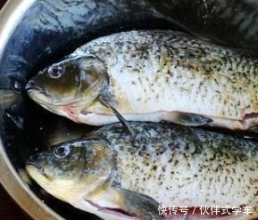 就可以|秋天,这款鲫鱼汤要多喝,暖胃,还很有营养,这样做不腥还很鲜