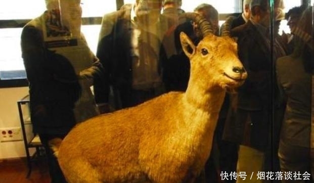 结局|全球唯一通过克隆实现复活的灭绝生物,最后结局怎么样了