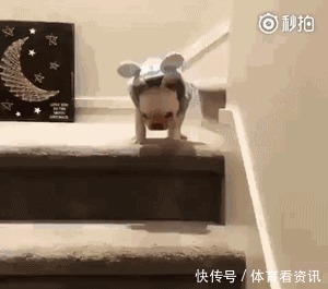 简直|2岁还没有立耳的德牧,这反差简直太萌了!