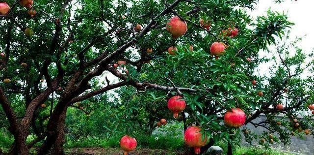 三世|老人说“门前种三树，家兴富三世”到底是哪“三树”