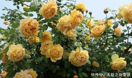 新手|5种月季花,号称开花机器,几乎不生病,新手也会养