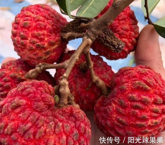 荔枝品种|买荔枝时,老果农教你5招,挑出好荔枝,肉厚多汁,一挑一个准!