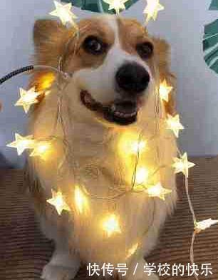  充电|主人拿充电线插到狗脸，全身发光，柯基笑容满面！