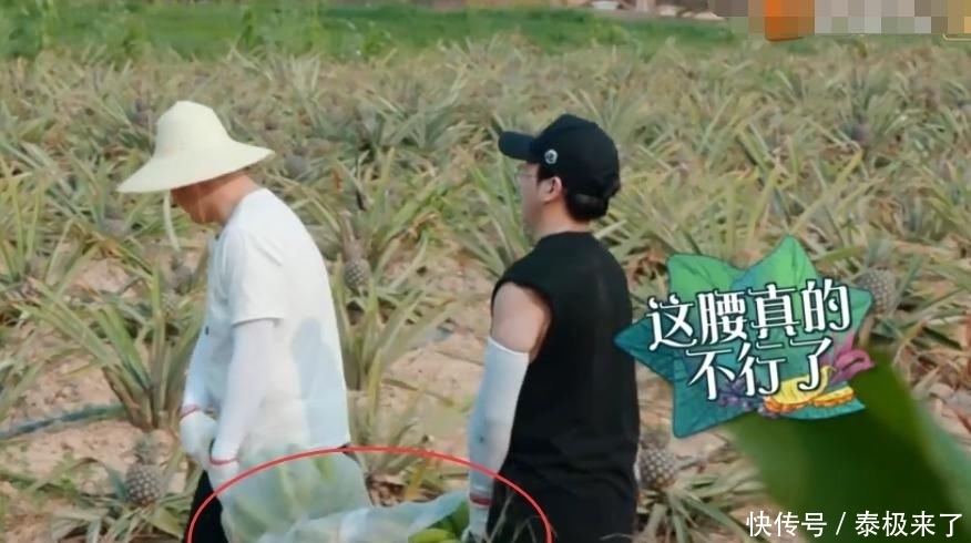  太强大|向往4滤镜太强大，嘉宾上树摘的香蕉是绿色，一拿下来就变黄色了