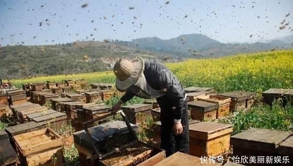 中华|濒临灭绝的中华蜜蜂, 到底有没有必要去搭救?