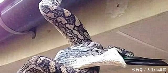  蟒蛇当成|金刚鹦鹉在院子里扑腾，以为有贼，却冲了出来，却见死不救