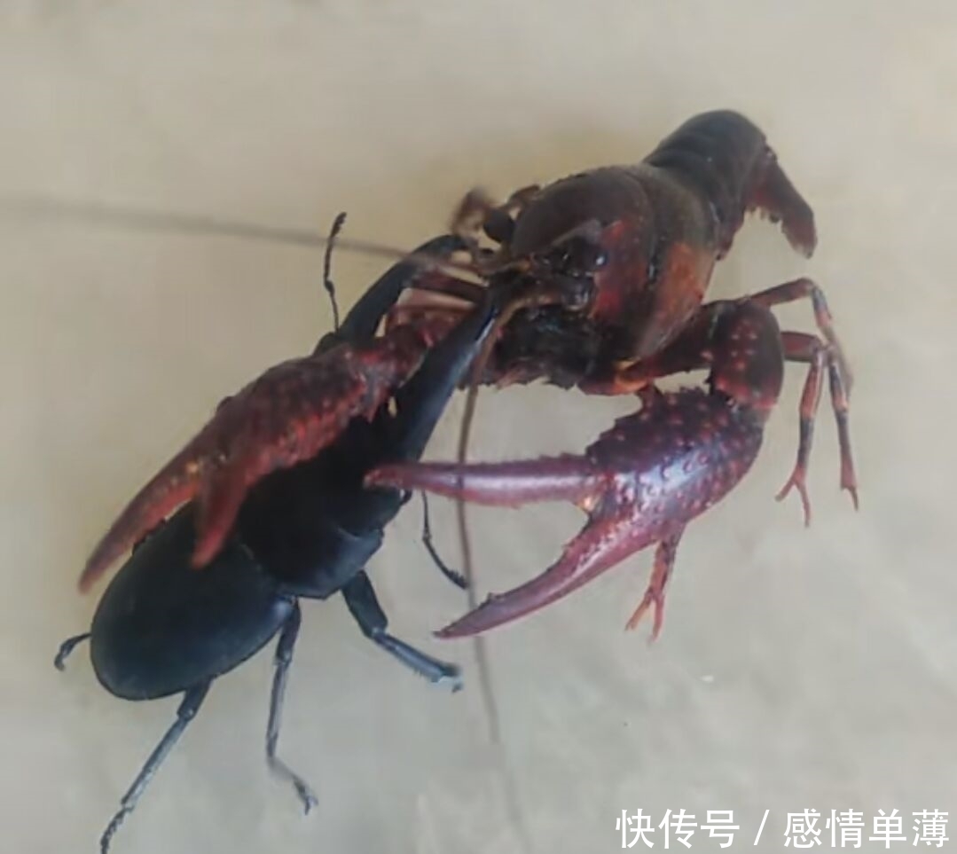 放在|女子活捉一只龙虾放在家里,出去买菜,回来后看到龙虾女子尖叫