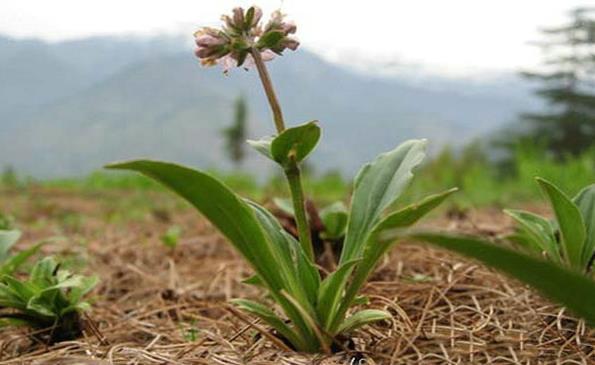 火锅|这种植物是火锅调味料之一，市场需求很大，目前市场价35元一斤