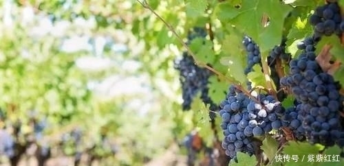 世界|世界前五十!塞浦路斯葡萄酒的前世今生