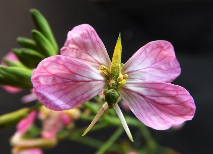 熊猫|丝瓜熊猫、菜叶鸵鸟……男子用蔬菜创造“动物世界”