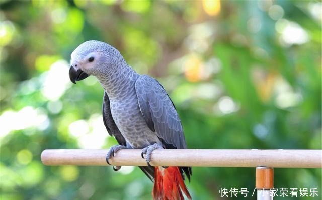 动物|提姆那灰鹦鹉在红树林里不受保护,随意捕捉,小孩养着玩