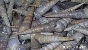 认出|海鲜大全, 你能认出多少