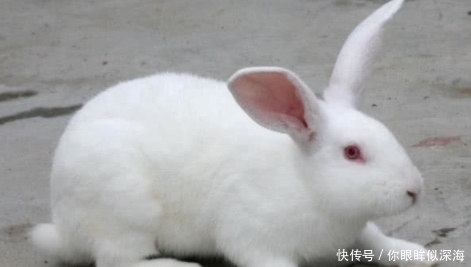 兔子|饲养员拿兔子给老虎加餐,兔子不敢动,老虎的动作很温柔!