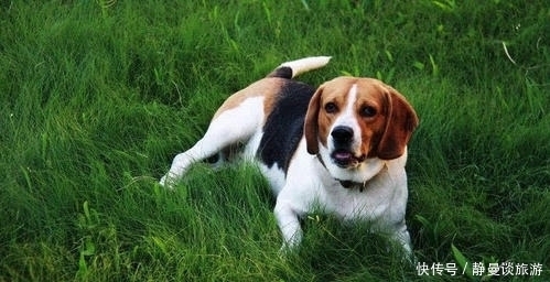 比格|关于比格犬你知道多少?怎么饲养比格犬?