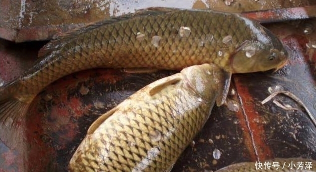 鲈鱼|鲤鱼鲫鱼比不过,这3种海鱼才是“营养首选”!说名字,老板就知是行家