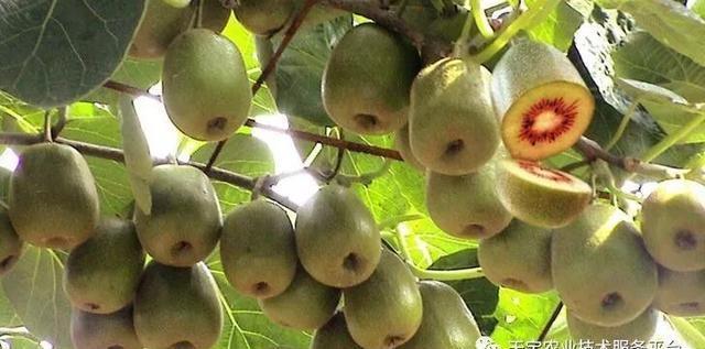 施药|用这些杀虫剂要格外注意