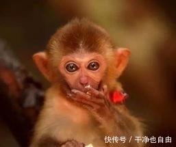 生肖猴|金猴人：最近半年必有“一喜”，财字当头，时来运转，都是天意！