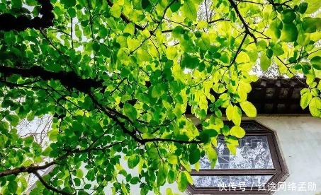 栽桑|农村老话为什么说前不栽桑 , 后不栽柳 , 院中不栽鬼拍手