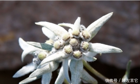 世界|长在高山上的世界名花，却是治疗肾炎的良药，还是女性的美容圣品