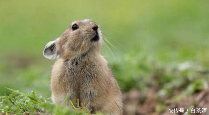  动物|4种可爱的野外动物，你知道几个