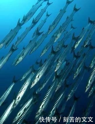 认出|海鲜大全, 你能认出多少