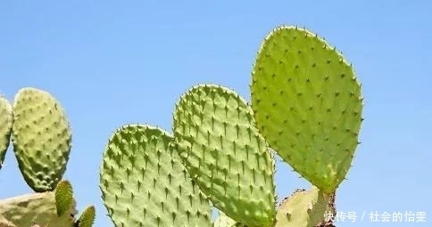 居然|仙人掌的妙用,居然还有排毒养肝的效用!