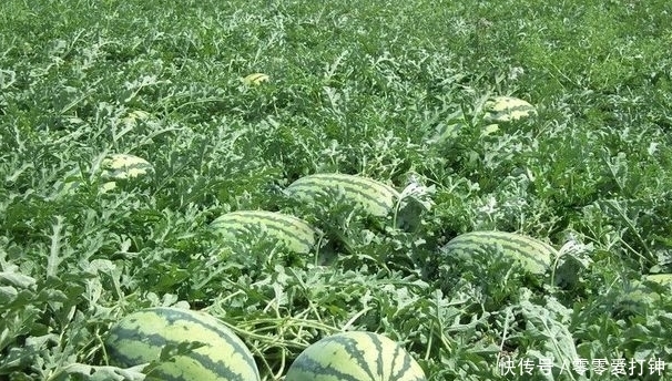 最甜|西瓜居然也分公母,原来母的最甜,教你三招,挑出香甜母瓜