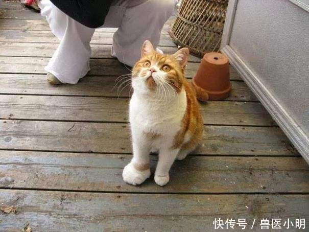 二哈|半夜听到二哈哼哼唧唧,开灯一看以为开了啥特效:睡意顿时没了