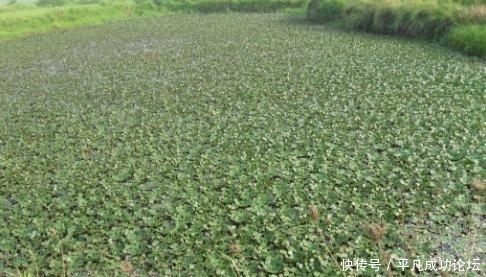 难以|印度人把它从中国带走并大面积种植,还吃上了瘾,中国人难以理解