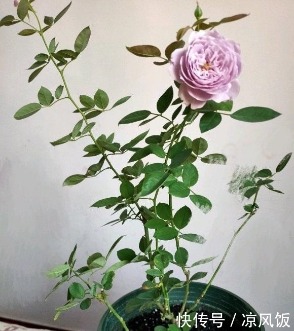 盆里|月季花立秋前夕,剪剪残枝条,盆里撒点肥料,秋天还能开一茬