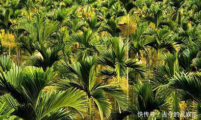 喜欢吃槟榔|美国全面禁售的食物,却让中国6000万人吃上瘾,看完你还敢吃吗?