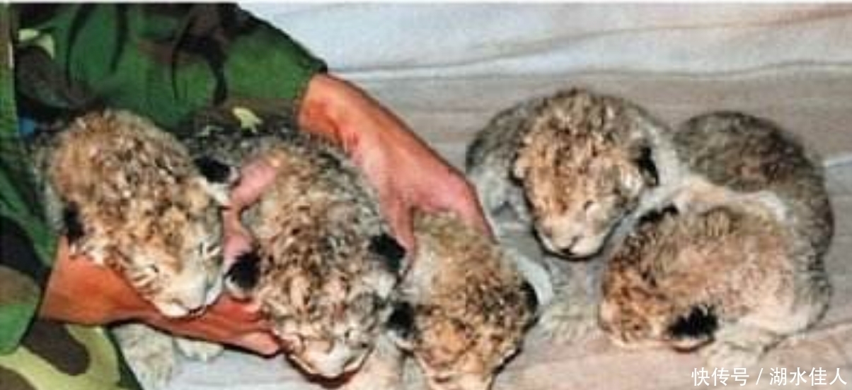 湖边|狮子躺在湖边一动不动,路人好奇走近一看,眼泪都掉下来了