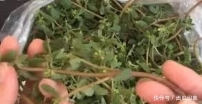 祛斑|菜市场三元一斤的它,睡前涂脸,一周祛斑又美白