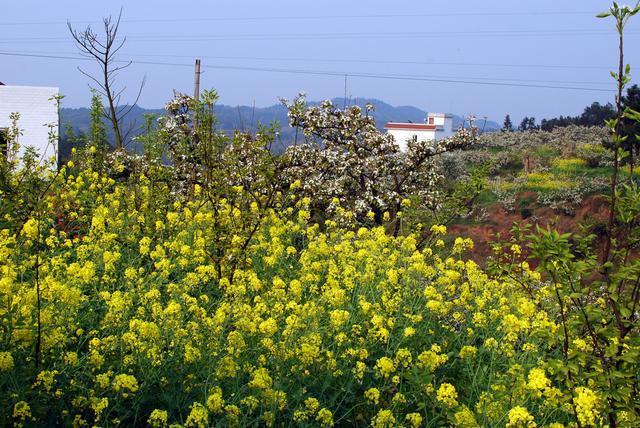 分布|过山峰分布在我国的哪些地方,它为什么不是眼镜蛇属动物