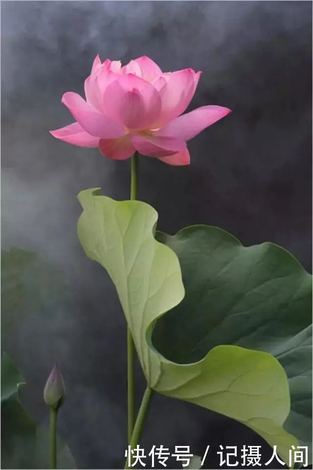  莲花|一个老外拍的荷花，惊艳