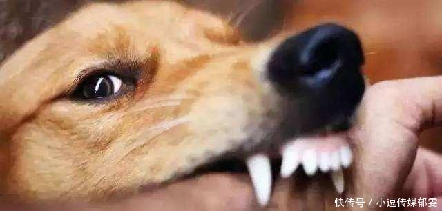  古人|大过年的被狗咬了怎么办？古人：我们没疫苗，有一办法残忍而有效