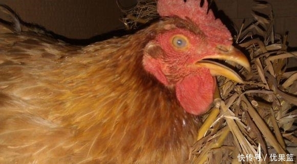 鸡蛋|小伙随手捡回“野鸡蛋”, 孵化长大后美了